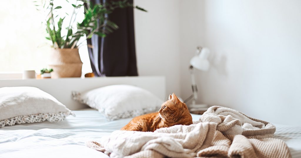 An orange cat leans against a white and beige blanket while lying on a human’s bed.