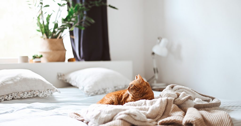 Un gato naranja se apoya en una manta blanca y beige mientras está tumbado en la cama de un humano.