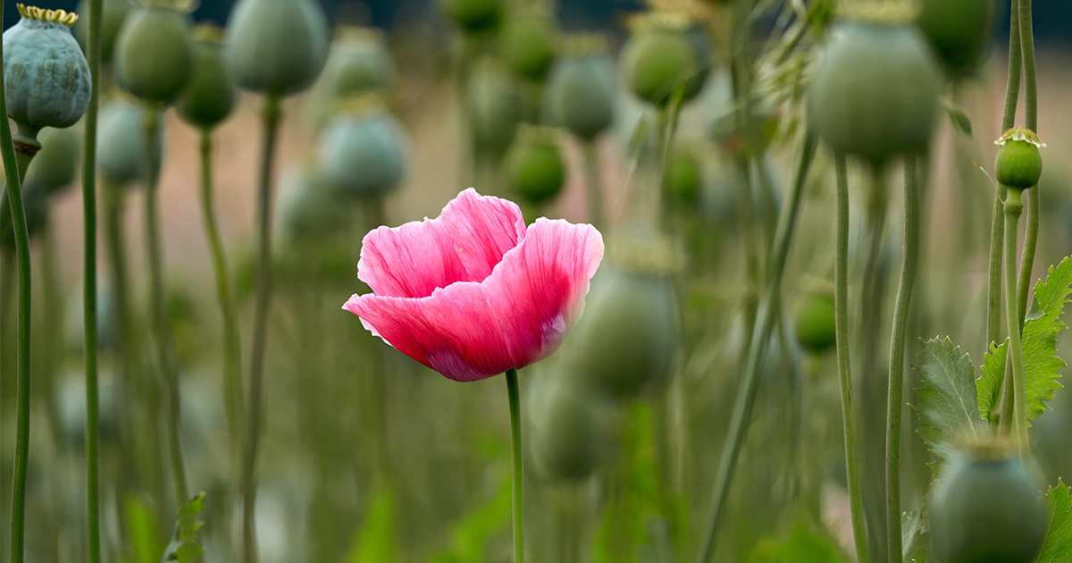 A pink flower in bloom stands out against a field of green buds.