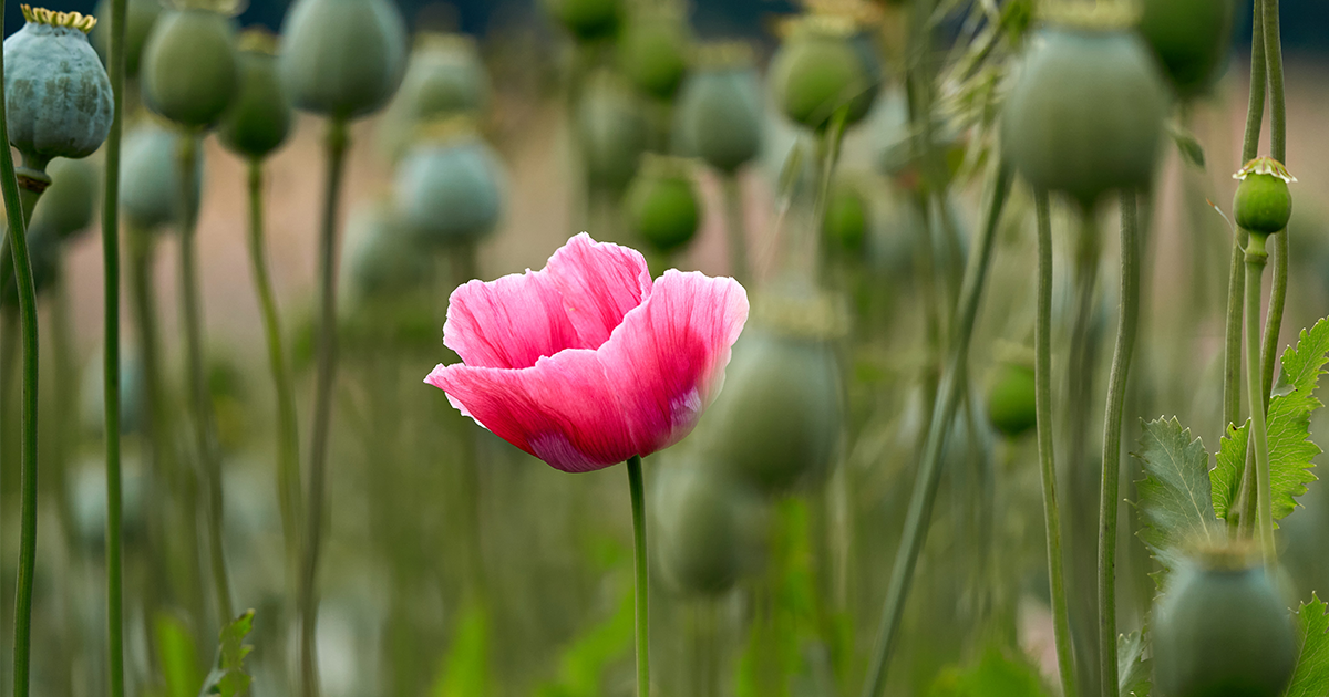 Una sola amapola rosa entre un campo de tallos latentes.