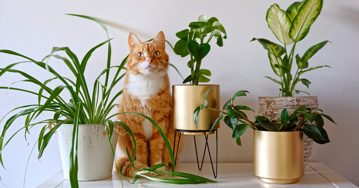 An orange and white cat sits on a white table surrounded by 4 leafy green potted plants.