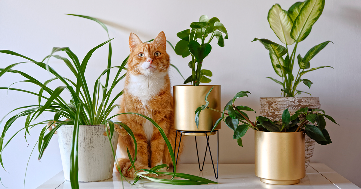 Un gato naranja y blanco sentado en una mesa blanca rodeado de 4 frondosas plantas verdes en maceta.